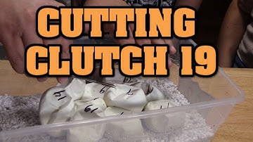 We get HELP to cut Clutch #19.   10 ball python eggs, WHAT WILL WE GET???