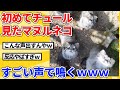 【2ch動物スレ】初めてチュールの匂い嗅いだマヌルネコ→聴いたことない声で鳴くwwwww