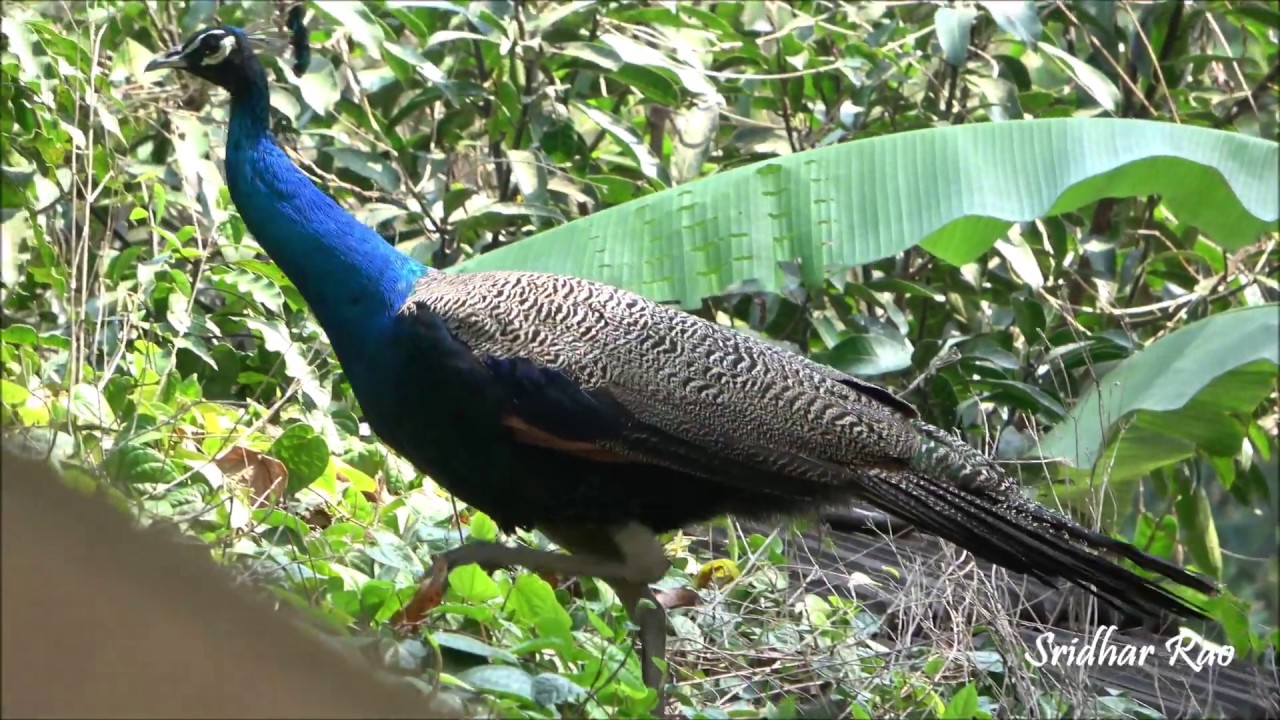 Peafowl Peacock And Peahen Youtube