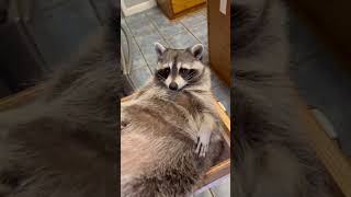 Raccoon Chilling in a Drawer While Being Filmed