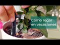 Sistemas de riego en vacaciones: trucos y sistemas para regar tus plantas | Jardín en Verdecora