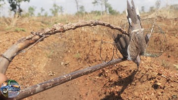 New Installing Dove Trap Using King Of Trap - Quick Bird Trap Technique