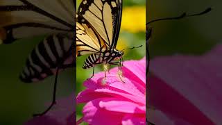 Butterflies Taste with Their Feet: How Their Legs Detect Nectar #shorts