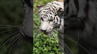 Tiger Stripes: A message decoded!