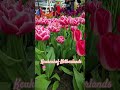 Keukenhof Vlog 🇳🇱 | A Dreamy Walk Through 7 Million Flowers 🌹#tulip#amsterdam#netherlands#europe