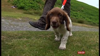 Remembering Max the Springer spaniel and the new, Tally the Springer spaniel taking over (UK)