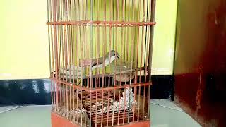 Download Lagu Burung rumetuk laut gacor nyuling panjang MP3