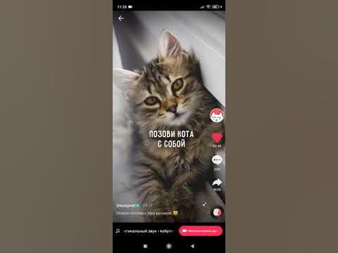 Позови кота с собой. #Shorts. - YouTube