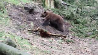 #108 Eine Minute Braunbär / One minute Brown-Bear