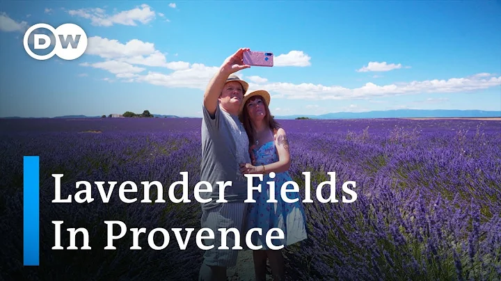 Lavender Fields in Provence | Lavender Fields as Photo Motifs | The Beauty of Lavender in France - DayDayNews
