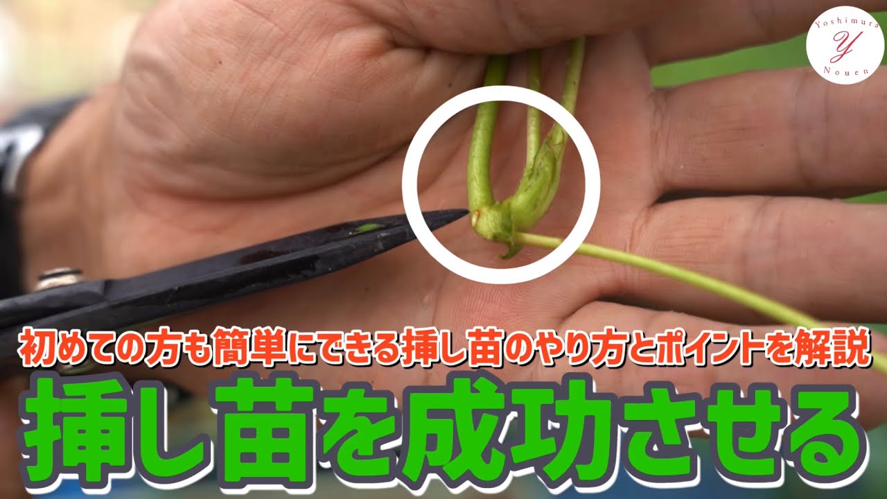 「いちご栽培 いちご農家」挿し苗を成功させるポイントご紹介！