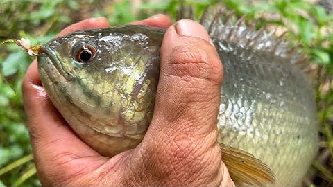 Câu Cá Rô Đồng Chinh Phục Con Cá Rô Khủng Trong Gốc Cây || Fishing perch in the corner of the tree