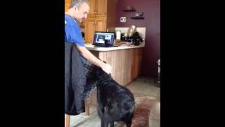 My rescue dog Luke howling with my dad. We think he's a Lab mixed w...