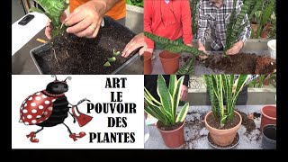art le pouvoir des plantes