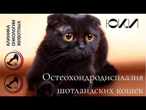 Костнохрящевая остеохондродисплазия шотландских кошек