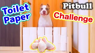 AMERICAN PITBULL TERRIER Toilet Paper Challenge‼️‼️