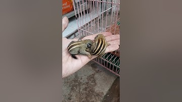 Sóc nhen và sóc đất của pé su nhà mình