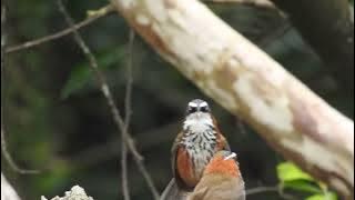 Taiwan scimitar babbler (Pomatorhinus musicus)