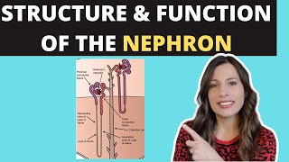 Structure of the NEPHRON- A-level Biology. Ultrafiltration and selective reabsorption in the kidney