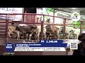 LEILÃO BRASIL LEILÕES PORANGATU - GO 26/10/2020