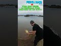 TARARIRAS EN FINAL DE LA TEMPORADA 2025 DORADO DE PESCA Y FRITANGA