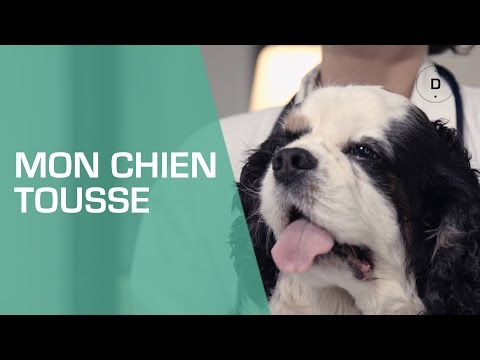 Vidéo: Inflammation Chronique Des Bronches Chez Le Chien