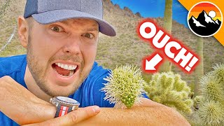 spiked by the most painful cactus in america!