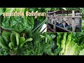 Vegetable growing and raising cattle មុខរបរដាំបន្លែ និងចិញ្ចឹមគោ