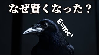 カラスがすごい知能を持つようになった本当の理由！｜カラスの脳