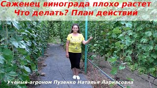 Саженец винограда плохо растет. Что делать? План действий (Пузенко Наталья Лариасовна)