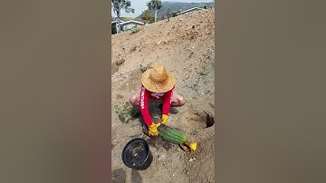 How to plant a cactus