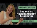 Биология| Задача по молекулярной биологии