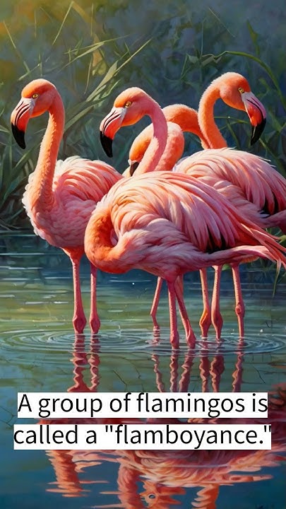 A group of flamingos is called a "flamboyance"! 💖 #AnimalFacts #