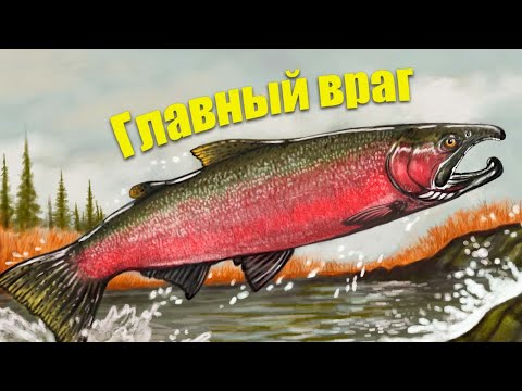 Кого боится Щука? Главные враги первого хищника водоемов!
