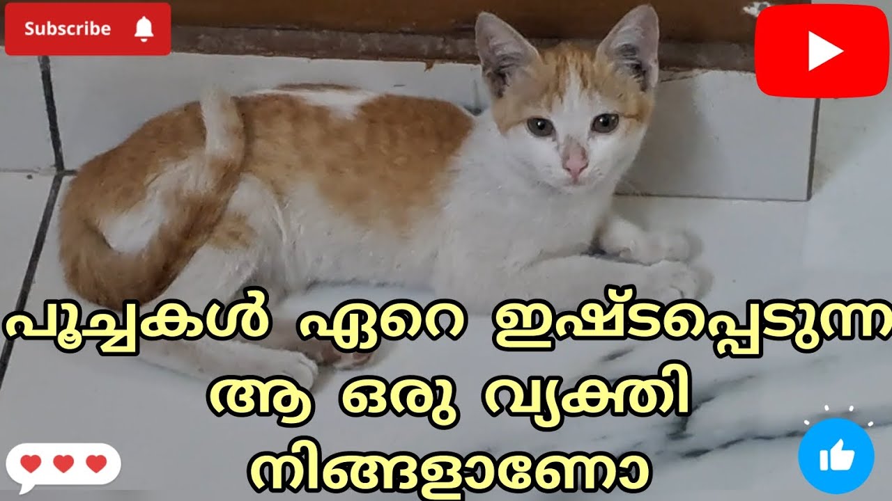 പൂച്ചകൾ ഏറെ ഇഷ്ടപ്പെടുന്ന ആ ഒരു വ്യക്തി നിങ്ങളാണോ ❤️Audio credits Aathmeeyam channel 