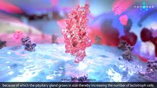 Prolactinemia - Dostinex - MoA - 3D medical animation