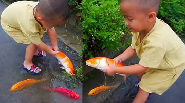 Em ổi đuổi tìm bắt cá vàng to khi bị lạc đàn #concá #cávàng #fishing #bắtcávàng