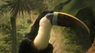 Shuya Chiba (千葉修也)  蝶画Toucan Bird (オオハシ) Yahoo!オークション - 【蝶画】SHUYA CHIBA 千葉修也 Tropical