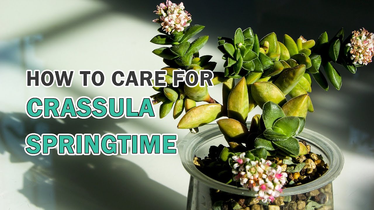 How to grow and care for Crassula Springtime