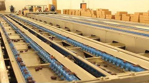 Medjoul Dates grading by BRIX +Moisture