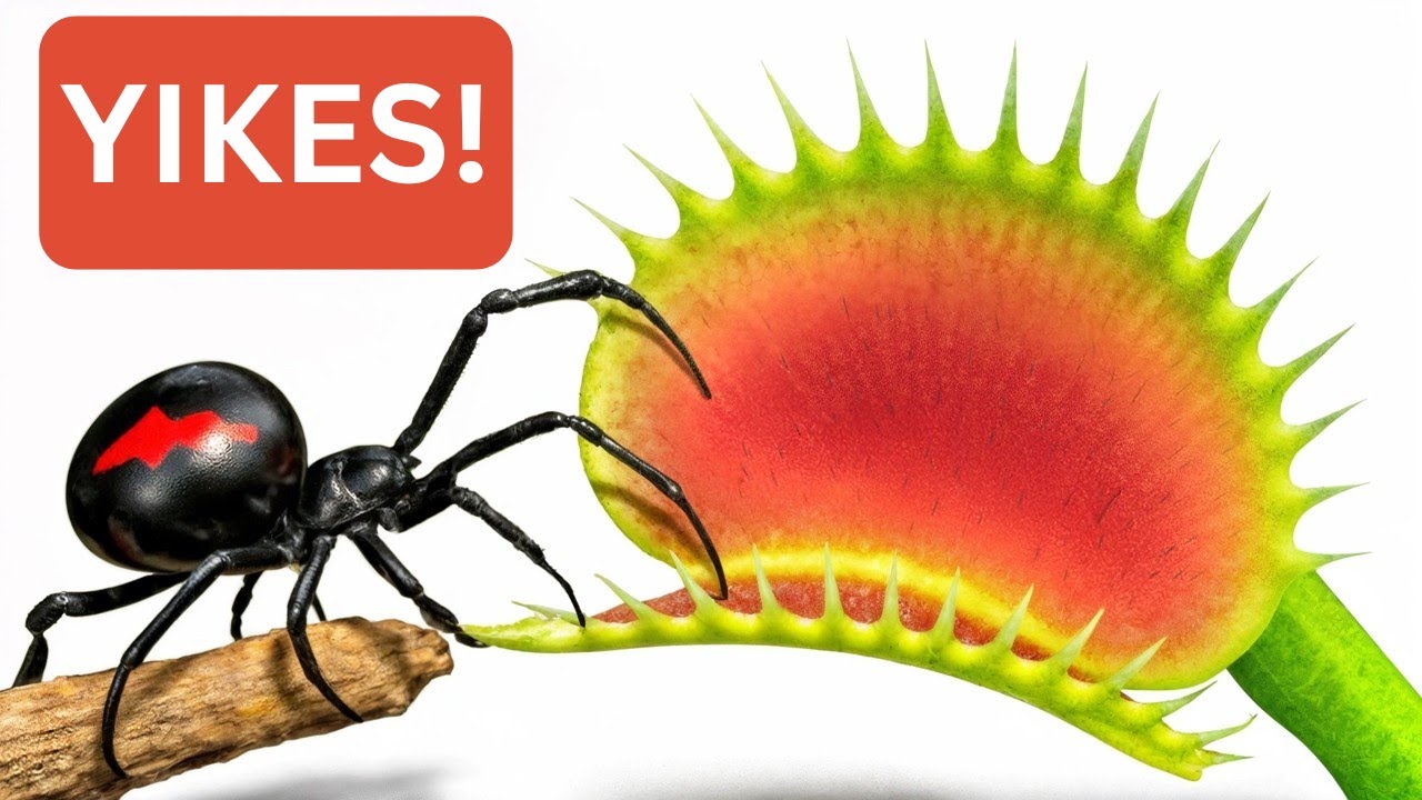 1000 Crickets vs Venus Flytrap — You Won’t Believe Who Wins This Battle of Nature! 🌿🦗