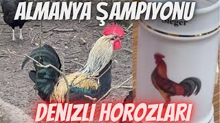 Almanya Şampiyonu Denizli Horozları Yetiştiren Abinin Kümesi ve Madalyaları
