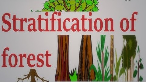 Stratification of forest.