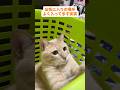 日常品など家にあるものは全てが遊び道具になってる笑笑 #cat #猫 #catvideos#ちゃちゃまる
