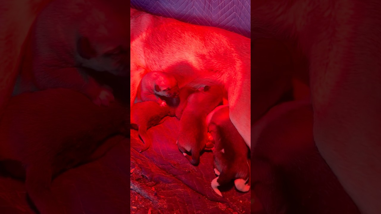 Anatolian Shepard puppies! 