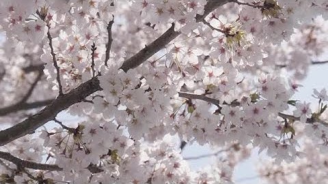 Sakura Tree Stock Video