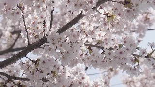 Sakura Tree Stock Video