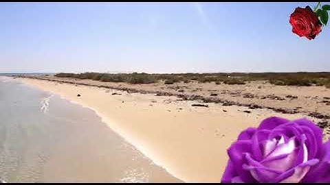 القارئ  علي بن عبدالله أبو زيد . سورة القيامة