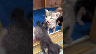 The abandoned kittens are very hungry