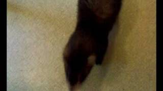 DANCING Ferret,хорек,furet,hurón,тхір,frettchen,iller,omčica,fretka DANCING Ferret,хорек,furet,hurón,тхір,frettchen,iller,omčica,fretka